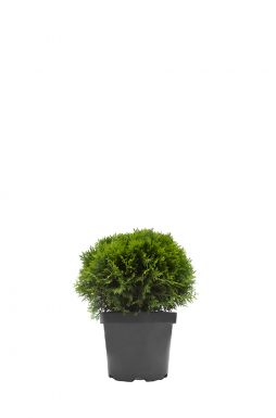 Туя западная Даника (Danica)