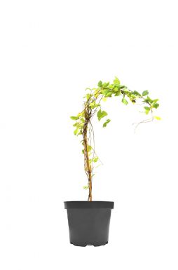 Жимолость Брауна Голден Трампет (Golden Trumpet)