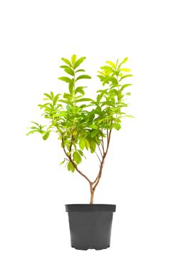 Азалия Долоросо (Doloroso)