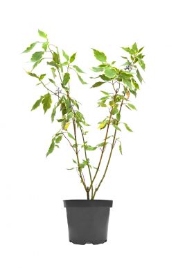 Дерен белый Аргентеомаргината (Argenteomarginata)