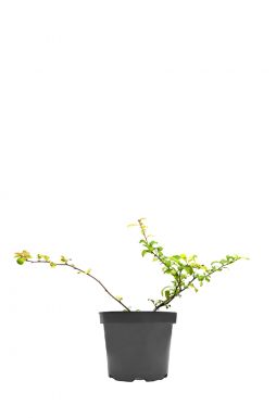 Айва японская превосходная (Nicolin)