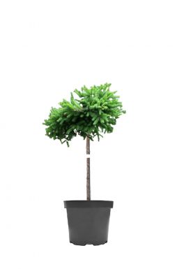 Ель обыкновенная Уайлд Строберри на штамбе (Wild Strawberry Pa)