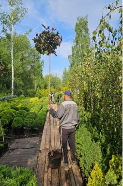 Клен остролистный Пурпл Глоб (Purple Globe)