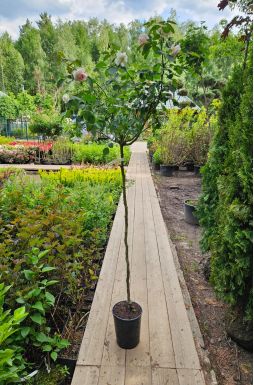 Роза штамбовая в ассортименте