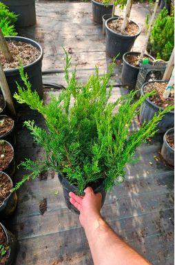 Можжевельник средний Минт Джулеп (Mint Julep)