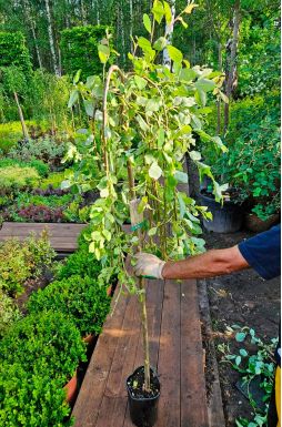 Ива пурпурная Пендула на штамбе (Pendula Pa)