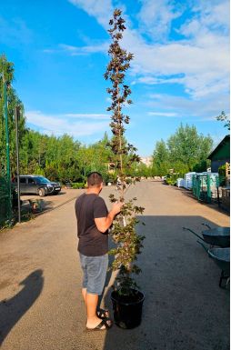 Клен остролистный Кримсон Сентри (Crimson Sentry)