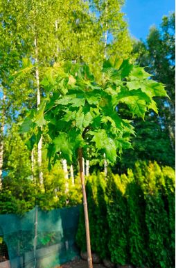Клен остролистный Голден Глоб (Golden Globe)