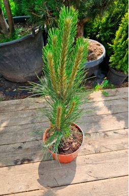 Сосна черная Грин Рокет (Green Rocket)