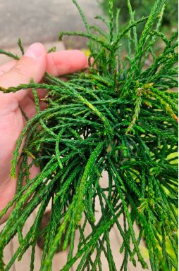 Туя складчатая Випкорд на штамбе (Whipcord Pa)