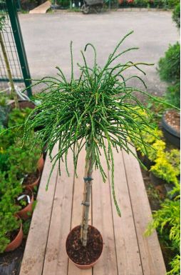 Туя складчатая Випкорд на штамбе (Whipcord Pa)