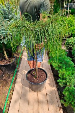 Туя складчатая Випкорд на штамбе (Whipcord Pa)