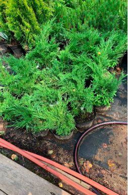 Можжевельник казацкий Тамарисцифолия (Tamariscifolia)