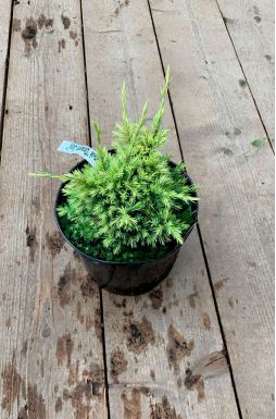 Можжевельник чешуйчатый Дрим Джой (Dream Joy)