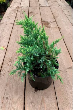 Можжевельник чешуйчатый Холгер (Holger)