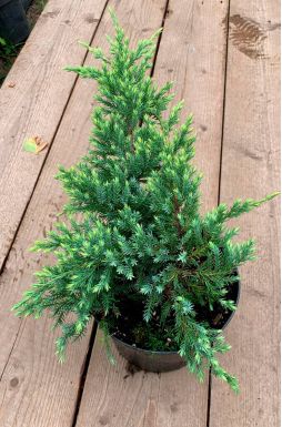 Можжевельник чешуйчатый Холгер (Holger)