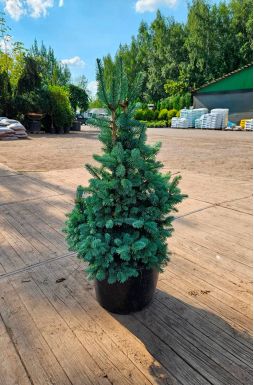 Пихта субальпийская Компакта (Compacta)