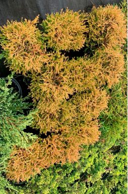 Туя западная Голден Таффет (Golden Tuffet)