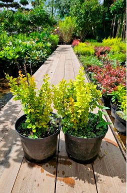 Барбарис тунберга Голден Рокет (Golden Rocket)