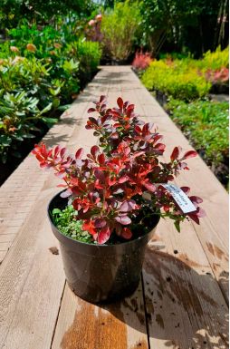 Барбарис тунберга Атропурпуреа Нана (Atropurpurea Nana)