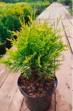 Туя западная Голден Глоб (Golden Globe)