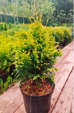 Туя западная Мария (Maria)