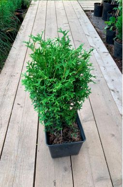 Туя западная Тини Тим (Tini tim)