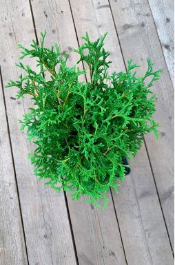 Туя западная Тини Тим (Tini tim)