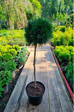 Сосна горная Варелла на штамбе (Varella Pa)