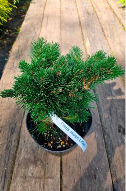 Сосна горная Лиллипут (Liliput)