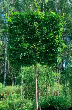 Шпалер из граба