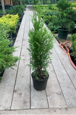 Туя западная Колумна (Columna)