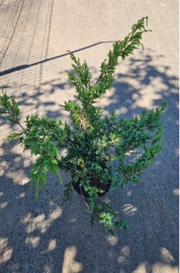 Можжевельник китайский Блю Альпс (Blue аlps)