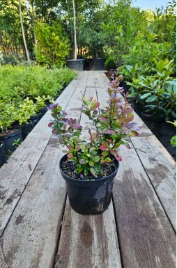 Барбарис тунберга Ред Рокет (Red Rocket)