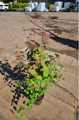 Багрянник японский