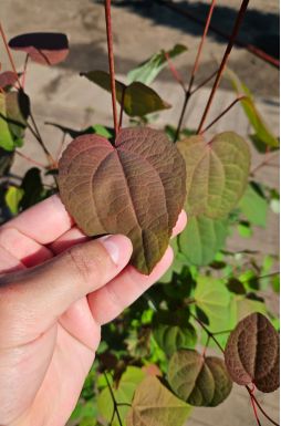 Багрянник японский