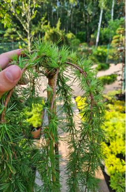 Лиственница европейская Пендула (Pendula Pa)