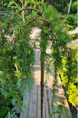 Лиственница японская Стифф Випер (Stiff Weeper Pa)