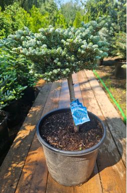 Пихта корейская Кохоутс айс Брейкер на штамбе (Kohouts icebreaker Pa)