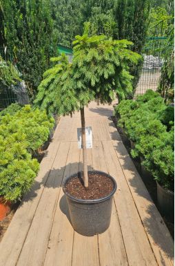 Ель обыкновенная Форманек на штамбе (Formanek Pa)