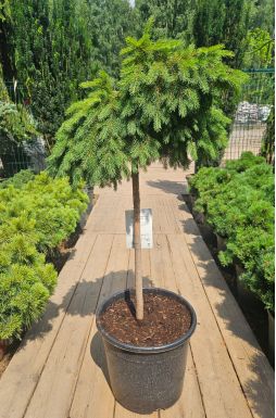 Ель обыкновенная Форманек на штамбе (Formanek Pa)