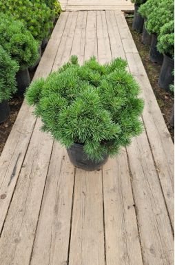 Сосна горная Мопс (Mops)