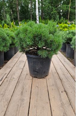 Сосна горная Мопс (Mops)