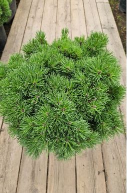 Сосна горная Мопс (Mops)