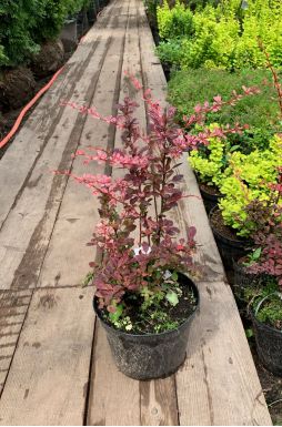 Барбарис тунберга Арлекин (Harlequin)