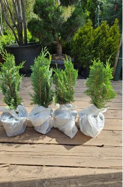 Кипарисовик Лавсона Колумнарис (Columnaris)