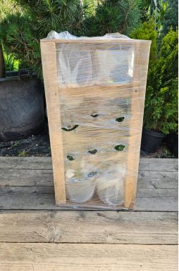 Кипарисовик Лавсона Колумнарис (Columnaris)