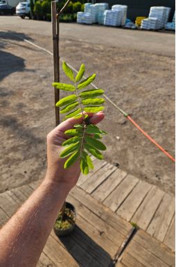 Рябина обыкновенная Кубовая (Kubowaja)