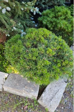 Сосна черная Бамбино (Bambino)