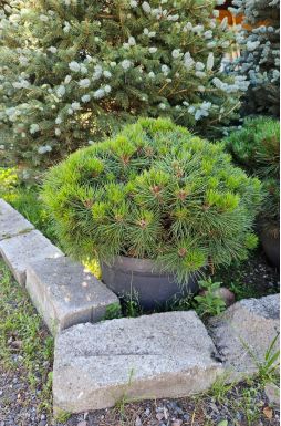 Сосна черная Бамбино (Bambino)